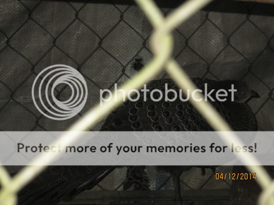 10841296_691883037585853_632112904_n_zpse87c6101.jpg 10841296_691883037585853_632112904_n_zpse87c6101.jpg