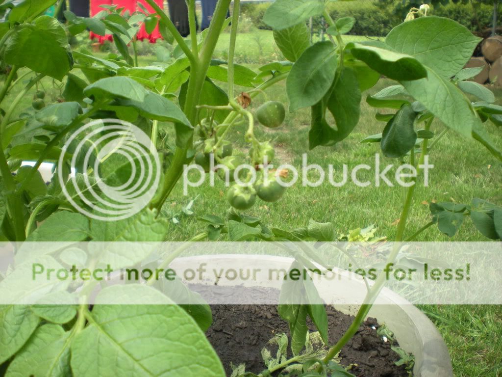 Potato Buds Photo by lisak72 Photobucket