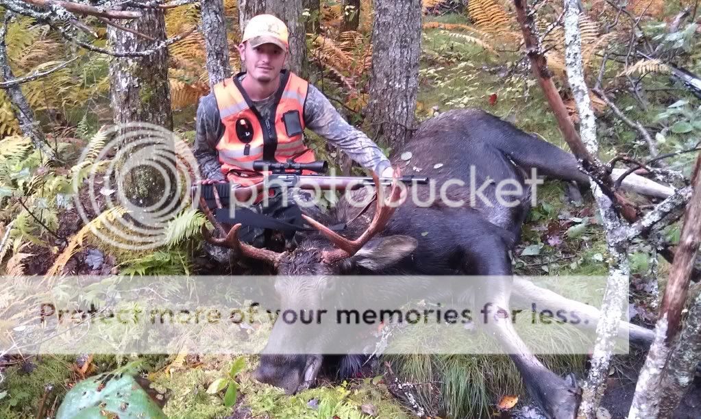 Rookie's Guide To Doing A European Moose Mount Taxidermy Nova
