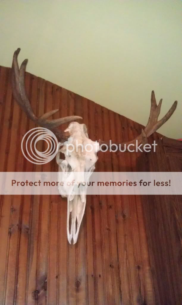 Rookie's Guide To Doing A European Moose Mount Taxidermy Nova